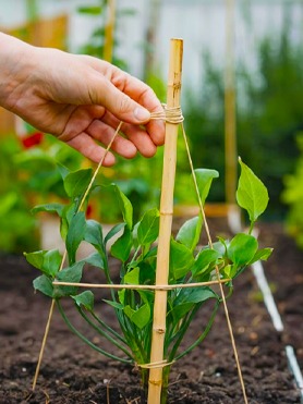 Gardening